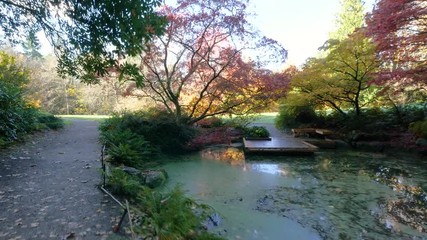 Wall Mural - amazing lake in the autumn park. nature video. park landscape. washington park arboretum, seattle, w