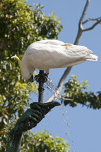 Sydney Australia, Sulphur Crested Cockatoo Drinking From Fountain In A Garden