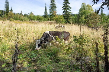 A black and white cow eats dry grass on a meadow, against a background of coniferous forest.