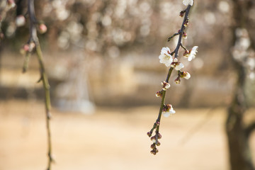 Poster - apricot flowers in spring season