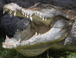 Crocodile with open jaws