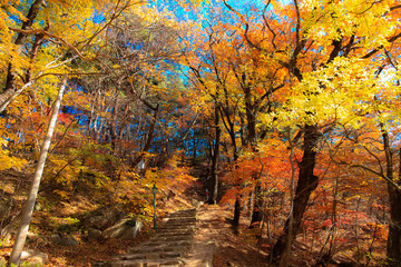 Yellow-orange maple leaves have beautiful colors in the mountains, with stairs leading up. And the sky is the background.