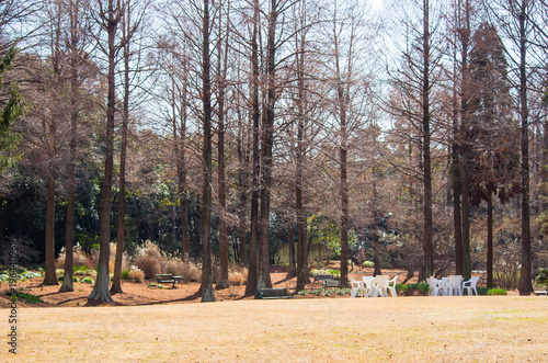 針葉樹のある公園の冬の風景 Buy This Stock Photo And Explore Similar Images At Adobe Stock Adobe Stock