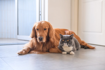 Wall Mural - Golden retriever and British short hair cat