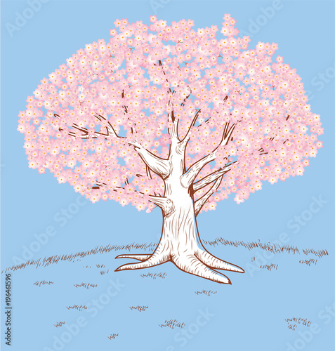 手描き風イラスト 満開の桜の木 ソメイヨシノ 春のイメージのイラスト Stock Vector Adobe Stock