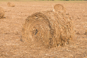 Stack of straw in the field.