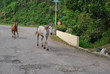 Two horses walking on roadway in Cuba