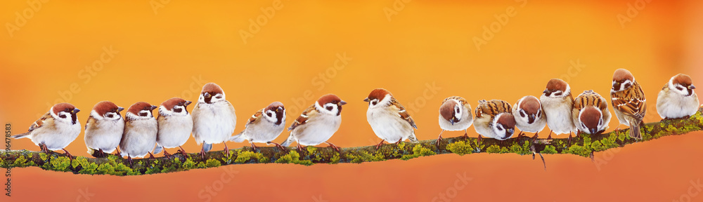 panoramic banner of a lot of funny little birds sparrows on a branch inthe garden  on a Sunny day - obrazy, fototapety, plakaty 