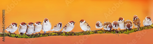 Canvas Print panoramic banner of a lot of funny little birds sparrows on a branch inthe garde