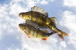Winter fishing for perch off the ice.