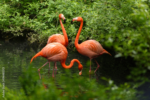 Photo  Red flamingo from south America