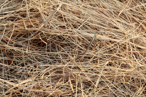 Foto  needle in a haystack/ needle in a haystack