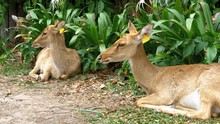 Three Deer Lying In The Bushes. Thailand.