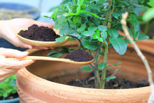 Coffee Ground, Coffee Residue Is Applied To The Tree And Is A Natural Fertilizer, Gardening Hobby