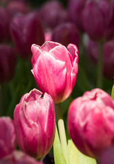 Sticker - Pink tulips in the garden