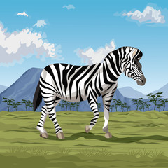 Canvas Print - zebra on savannah vector illustration graphic design