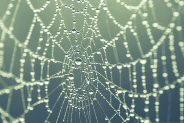 spider web background