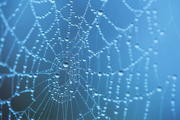 spider web background