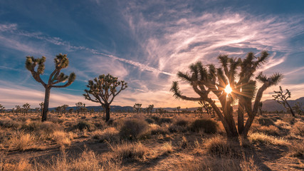 Wall Mural - Sunset on the desert landscape in Joshua Tree National Park, California