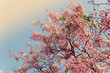 © Eaknarin - flower Spring blossom  blue sky background
