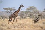 Fototapeta Sawanna - Girafe du Serengeti