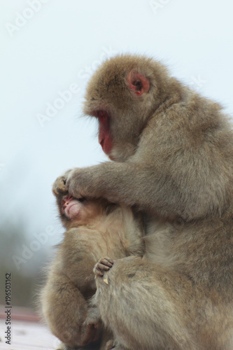 赤ちゃん猿を毛づくろい Buy This Stock Photo And Explore Similar Images At Adobe Stock Adobe Stock