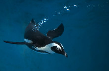 Penguin Swimming Underwater In Blue Water