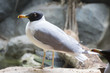 © galina_savina - Great black-headed gull
