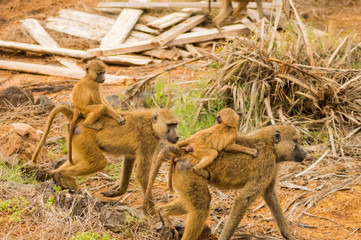 Wall Mural - Two baboons with their cubs on their backs in the savannah of Amboseli Park in Kenya