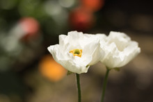 Close-up: Two White Flowers Of Persian Buttercups Blossom In The Garden On A Blurred Natural Background Of Nature.
