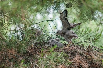 Three buzzard nestlings in their nest