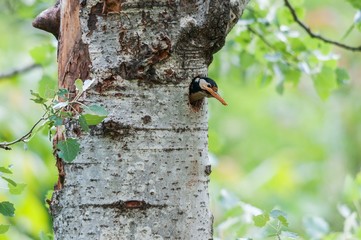 Wall Mural - A great spotted woodpecker excavates a hole in a tree trunk