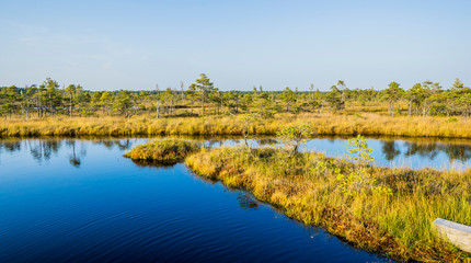 Wall Mural - Great Kemeri bog (Lielais Kemeru tirelis) in sunny autumn day, Latvia