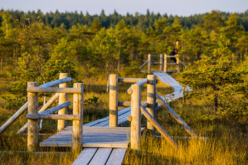 Wall Mural - Great Kemeri bog (Lielais Kemeru tirelis) in sunny autumn day, Latvia