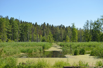 Wall Mural - Great Kemeri bog (Lielais Kemeru tirelis) in sunny autumn day, Latvia