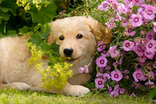 Golden Retriever Puppy Playing With Flowers In A Garden