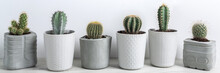 Panoramic View Of Cactuses In Concrete Diy Pots On A White Wall Background