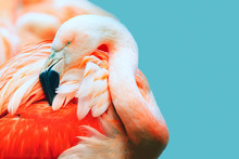 Pink Flamingo Head In Profile. Turquoise Background. Place For Text