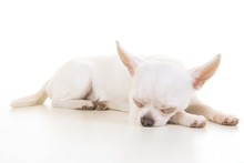 Sleeping Chihuahua Seen From The Side On A White Background