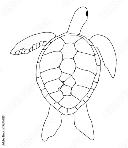 Schildkröte gezeichnet Stock-Vektorgrafik | Adobe Stock