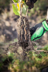 Corylus avellana mycorrhized with Tuber