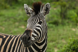 Fototapeta Konie - Close-up Portrait of a Zebra in Kruger National Park, South Africa