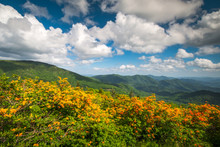 Mountain Flame Azalea Spring Flowers Scenic Landscape Appalachian Trail North Carolina