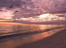 Flock Of Pelicans Fly Over The Shoreline At Sunset