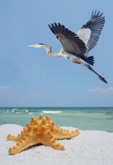 Wall Mural - Sea Star on a White Sand Beach as a Great Blue Heron Flys By