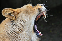 Close Up Side Portrait Of Lioness Yawning