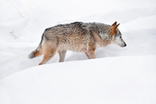 Grey Wolf Walking In Deep Winter Snow