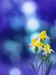 Wall Mural - Yellow iris flowers on the blue background