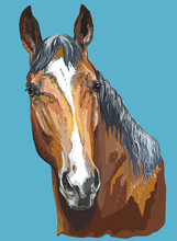 Colorful Horse Portrait-5