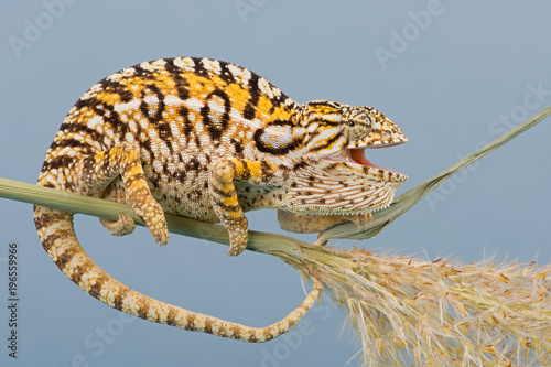 Chameleon (Furcifer lateralis)/Carpet Chameleon basking on plant stem
